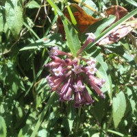 Cestrum × cultum Francey